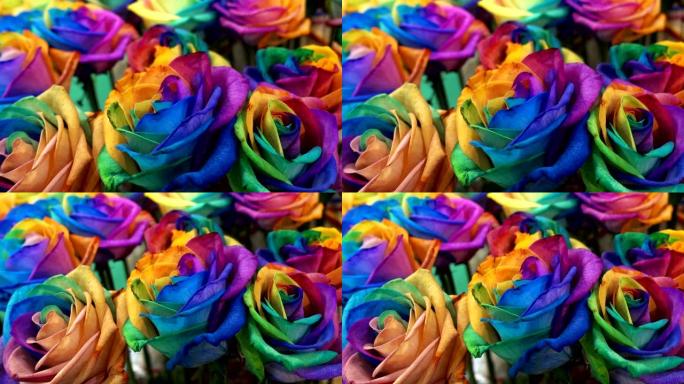 玫瑰的五彩彩虹色作为背景