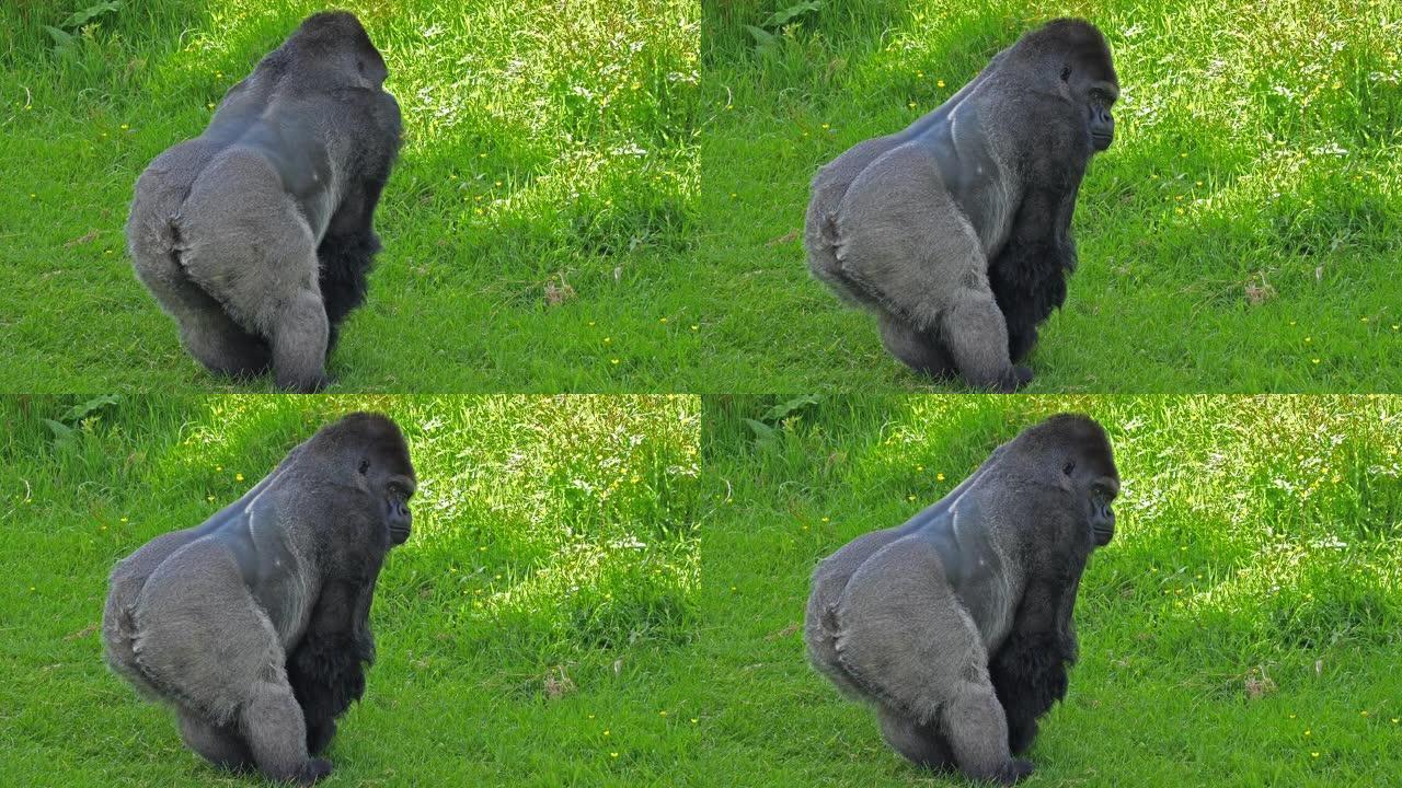 东部低地大猩猩，大猩猩graueri，银背雄性站在草地上，慢动作4K