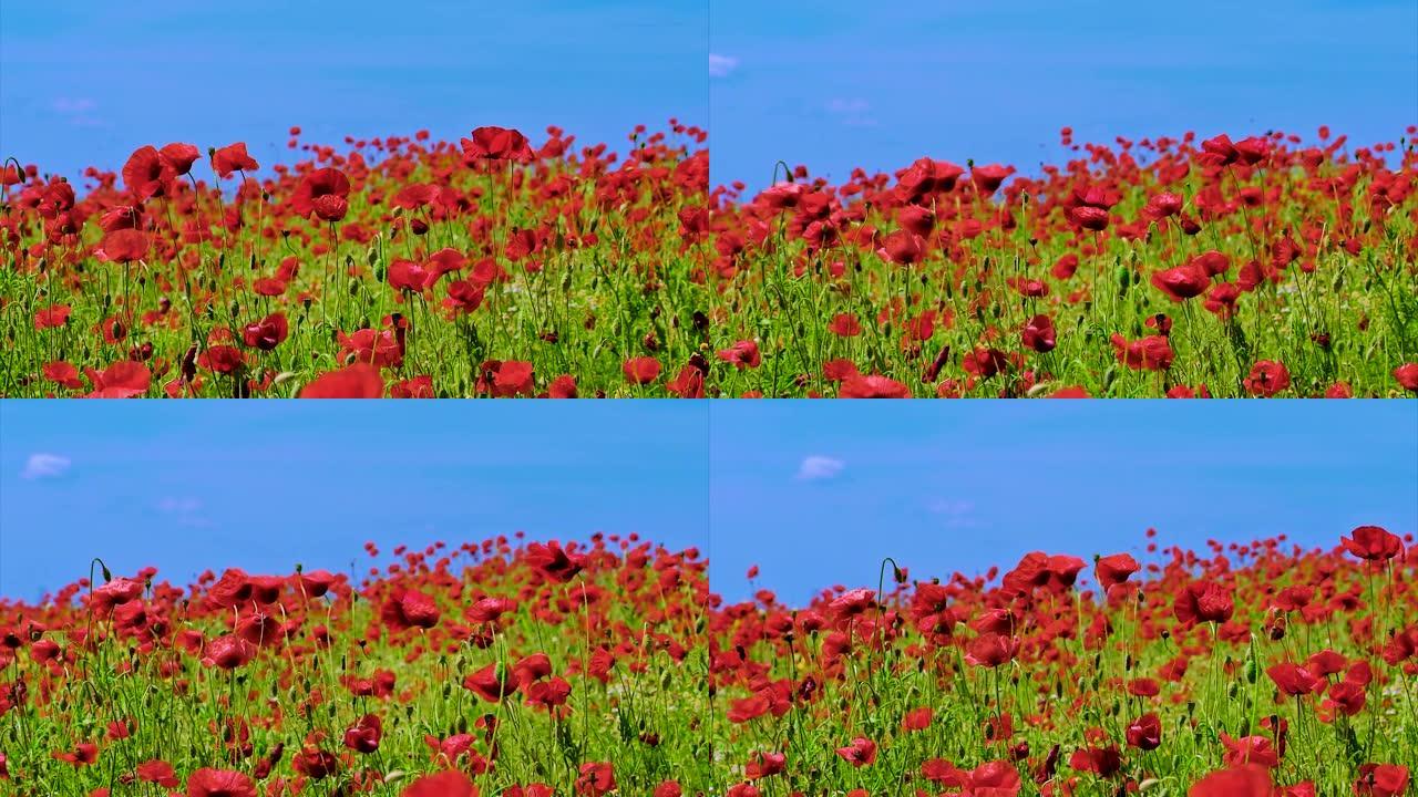 田野里的红色罂粟花