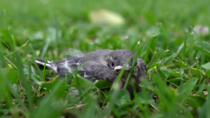 小新出生的小鸟，大眼睛和小喙坐在草地上