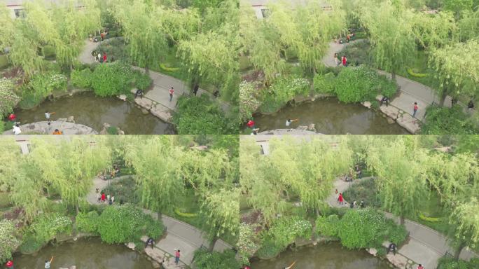 森林。  公园航拍 4k  原素材