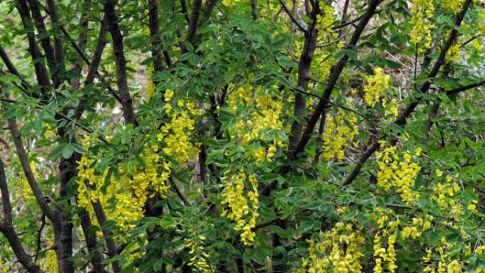 金链树，唇形花，盛开，春天，法国诺曼底，慢动作4K