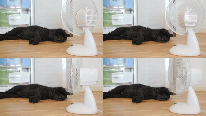 在炎热的夏日，狗躺在冰箱前