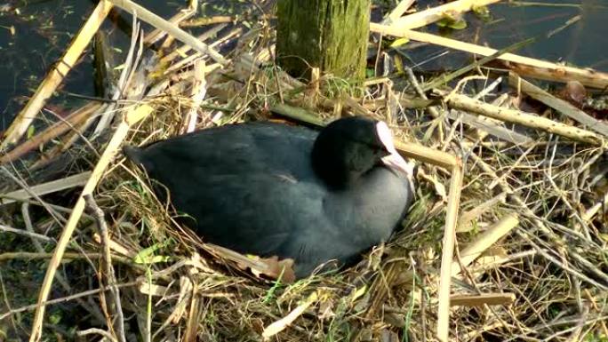 普通的老鸟，鸟坐在巢上。