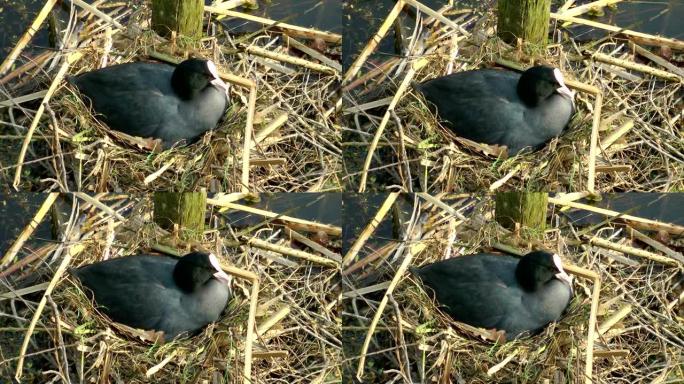 普通的老鸟，鸟坐在巢上。