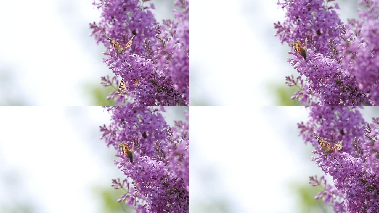 在阳光明媚的春天，花在盛开的丁香花上画蝴蝶 (Vanessa Cynthia cardui)。浅场深