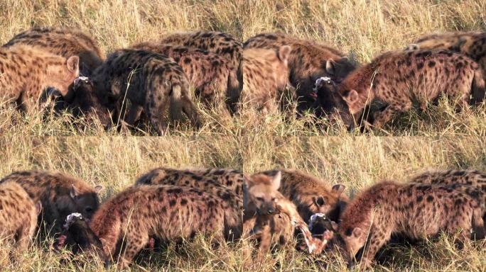 在马赛马拉 (masai mara) 喂食的鬣狗包的特写镜头