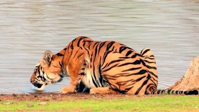 一只美丽的雌性孟加拉母老虎 (panthera tigris) 从湖中喝水