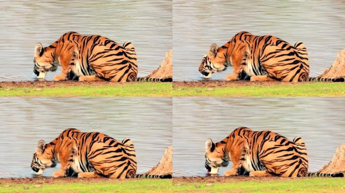 一只美丽的雌性孟加拉母老虎 (panthera tigris) 从湖中喝水