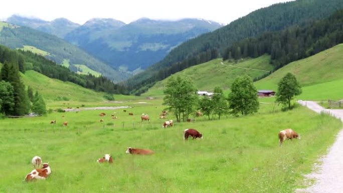 在奥地利蒂罗尔州齐勒塔尔山谷的草地上放牧奶牛。