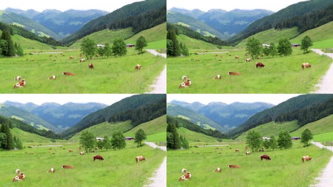 在奥地利蒂罗尔州齐勒塔尔山谷的草地上放牧奶牛。