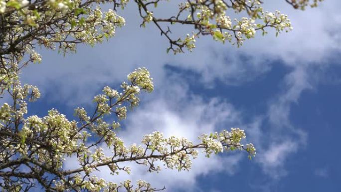 一棵盛开的苹果树的树枝，在蓝天上飘着春风。