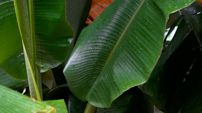 雨季雨水落在绿色香蕉叶上的特写