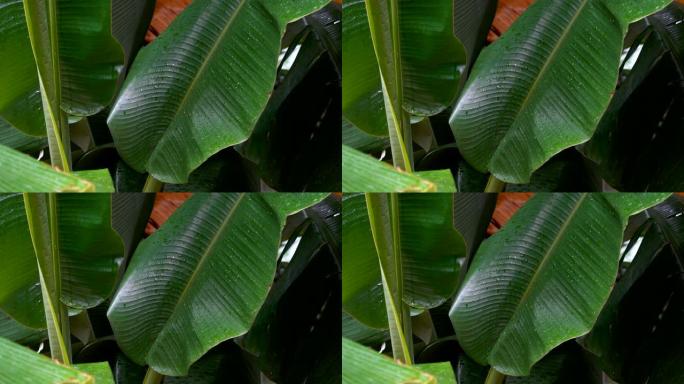 雨季雨水落在绿色香蕉叶上的特写