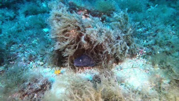 害怕的海鳗从相机上游走