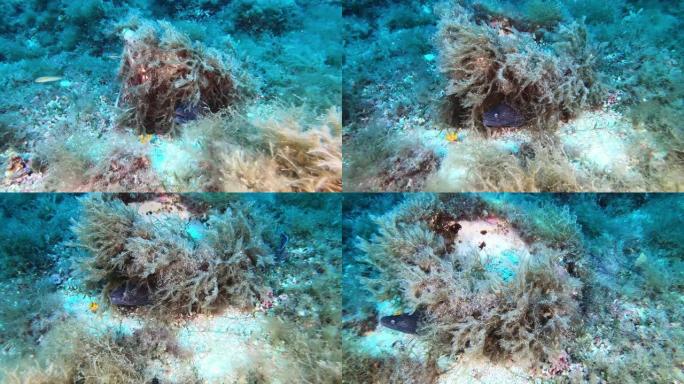 害怕的海鳗从相机上游走