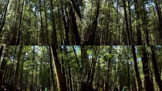 绿色森林 天然氧吧