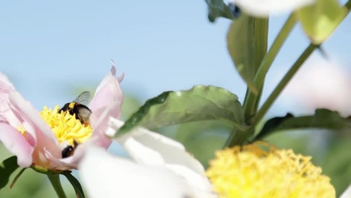 大黄蜂从 π 介子花中收集花蜜。
