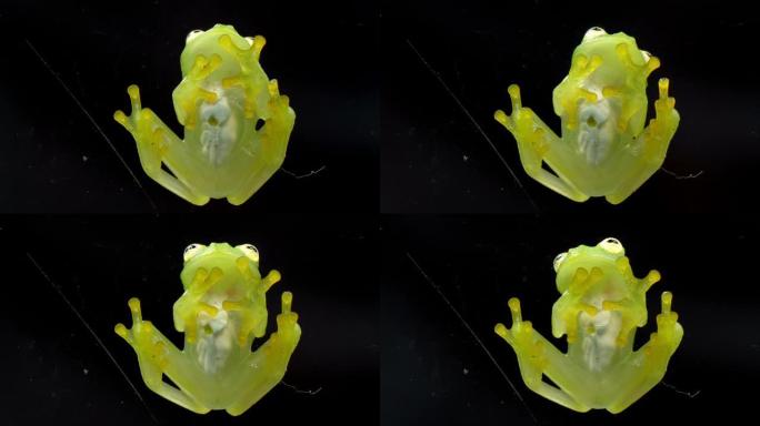 弗莱施曼的玻璃青蛙身体解剖底视图