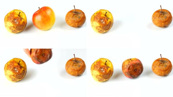 腐烂变质的成熟苹果和一个成熟的苹果