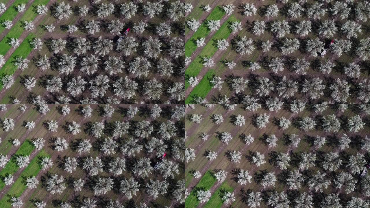 农民在拖拉机上给果园施肥的鸟瞰图。