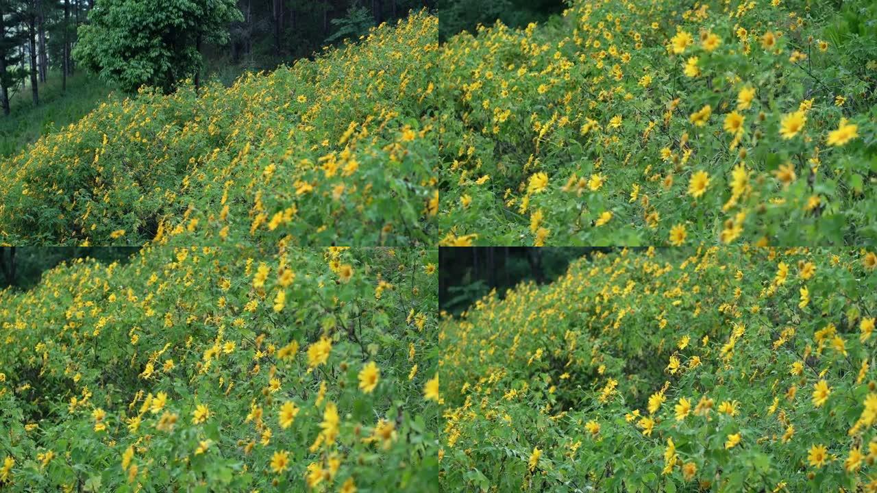 美丽的黄色野生向日葵在山坡上绽放。