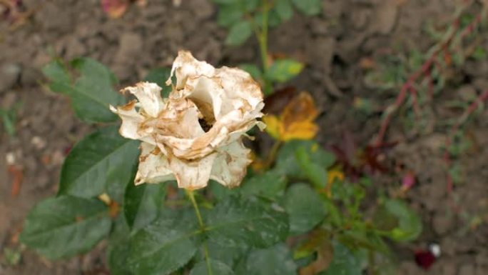 腐烂褪色的花园白玫瑰在风中滑动。花。4k. 4k视频