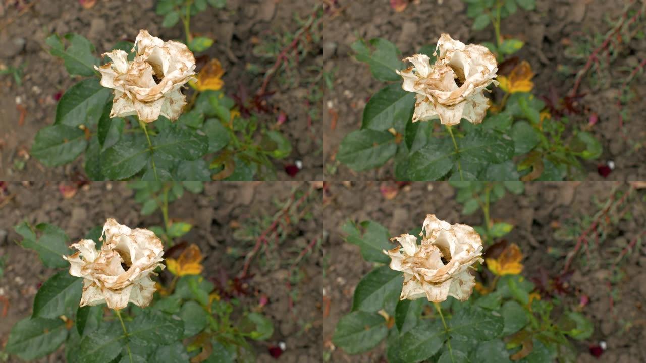 腐烂褪色的花园白玫瑰在风中滑动。花。4k. 4k视频