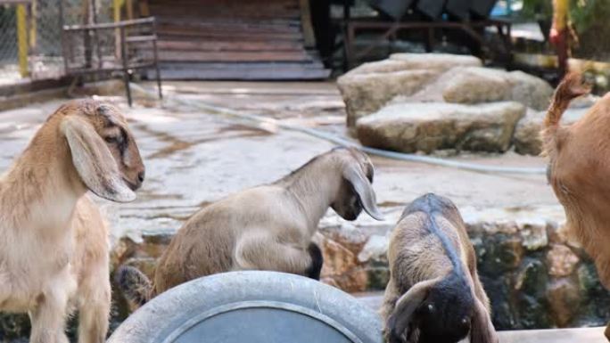 泰国芭堤雅-2019年5月14日: 人们在动物园用草喂养山羊并给山羊种草。