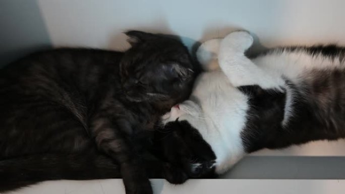 4k苏格兰夫妇与爱共眠。如此可爱的苏格兰折叠猫。