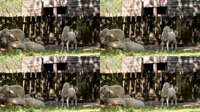 农村房屋木门前树荫下的一群羊