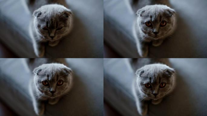 垂耳式灰色英国小猫躺在沙发上