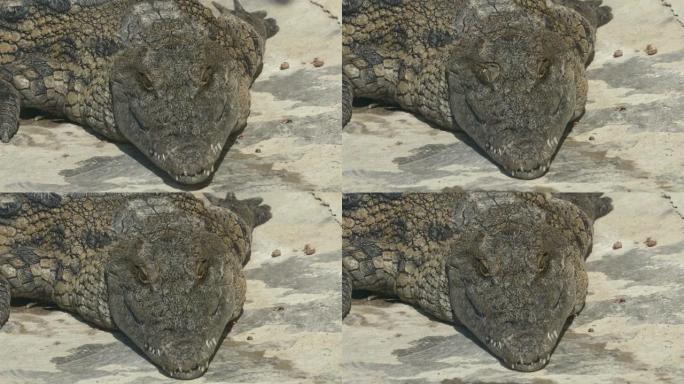 在阳光明媚的日子里，一条巨大的鳄鱼在地上发冷的特写镜头