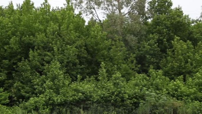 西格拉·阿加奇的总视图/树的名称。它生长在爱琴海地区穆拉省的费特希耶区附近。此外，这棵在科学界被称为