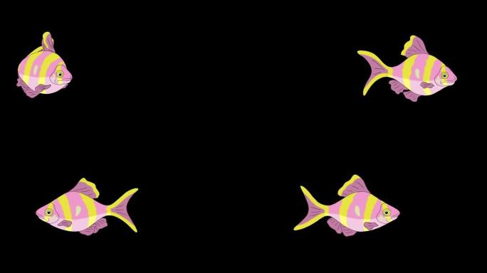 玫瑰黄色条纹水族馆鱼阿尔法哑光环形
