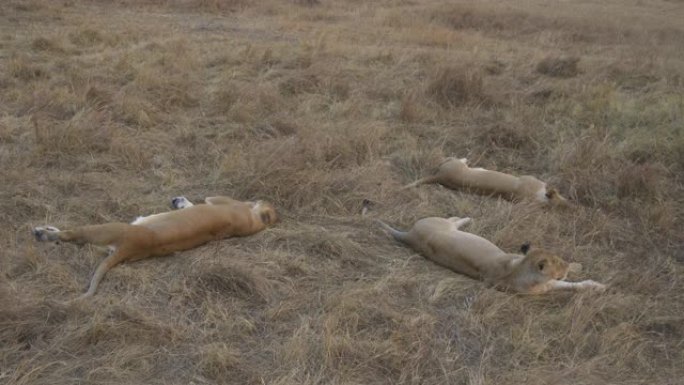 三只狮子在开阔的平原上休息