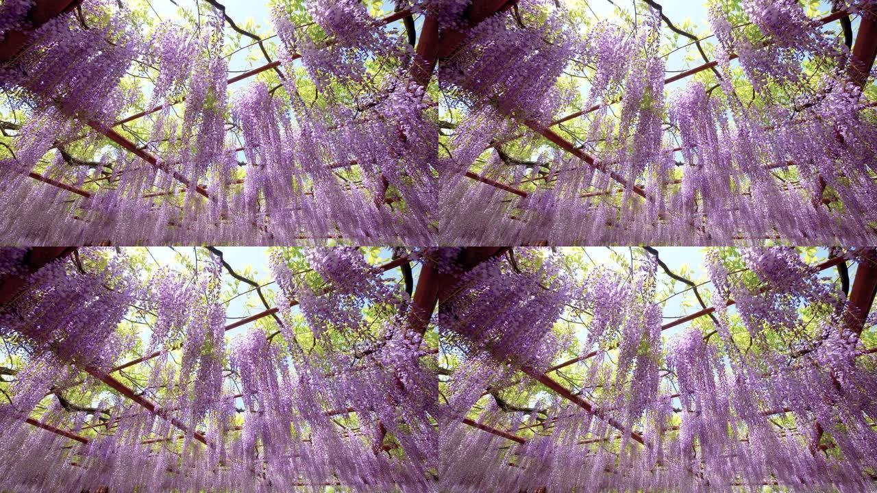 春花系列，美丽的紫藤格子在风中飘扬，紫藤 (中国紫藤) 是木本，落叶，多年生攀援的紫藤属藤本植物。