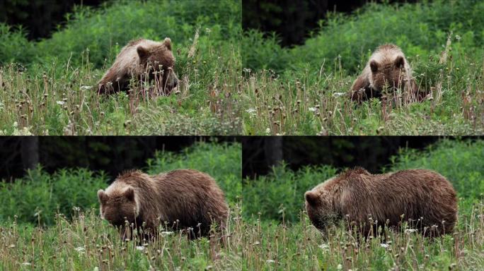 草地上的灰熊
