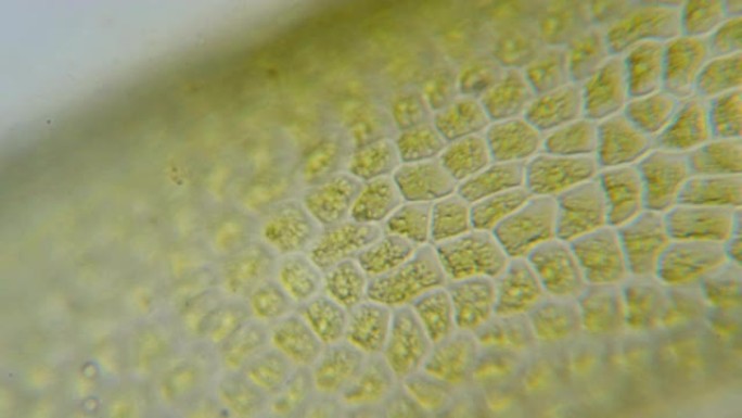 显微镜下的叶绿体。植物细胞中的叶绿体。叶片表面细胞结构图，显微镜下显示植物细胞。显微镜下的绿色植物细