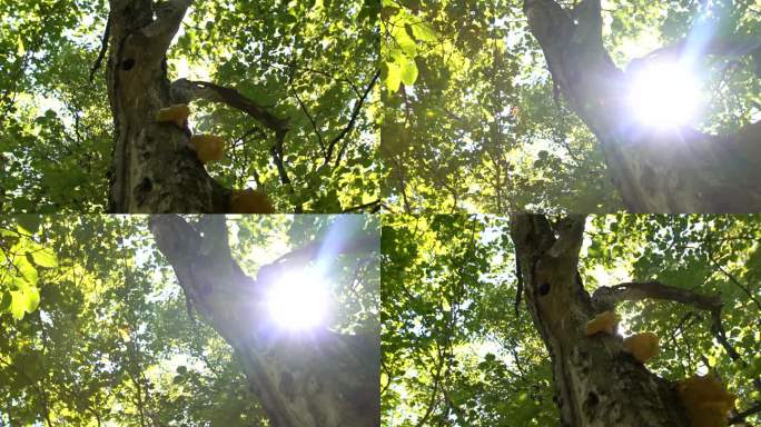 野外 树木 逆光树木 菌菇长在树上 树