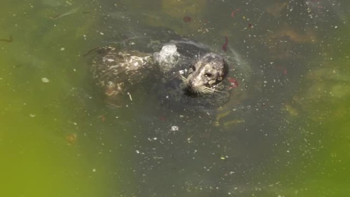 斑海豹 (Phoca vitulina stejnegeri)