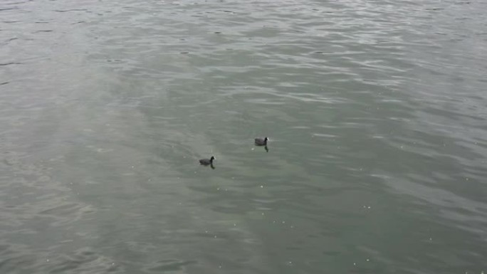 4k黑鹅在河里