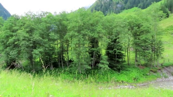 在奥地利阿尔卑斯山的一条山溪上的草地上开花。齐勒塔尔山谷。