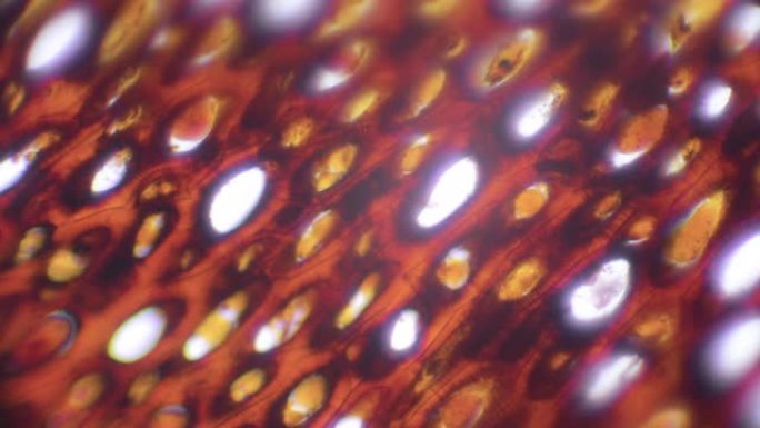 胞膜的横截面的显微视图