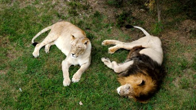 动物园里的狮子和母狮。
