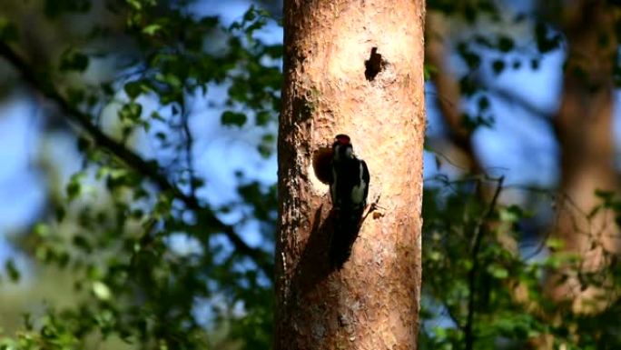 大斑啄木鸟 (Dendrocopos major)