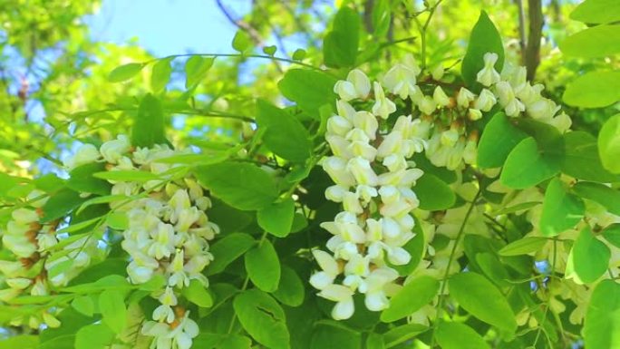 相思花在风中摇摆槐花一串花夏季夏天