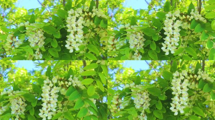 相思花在风中摇摆槐花一串花夏季夏天