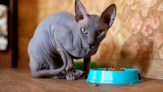 斯芬克斯猫，猫的碗和食物