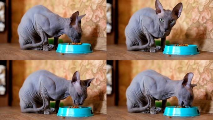 斯芬克斯猫，猫的碗和食物